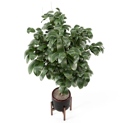 Indoor Plants in Combination of wood & concrete Pot - Set 301 — Ver 4