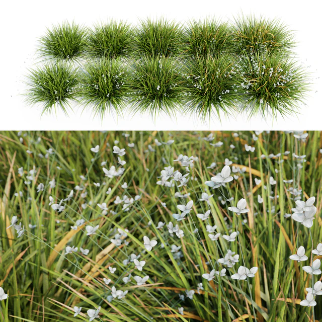 Libertia Grandiflora - 10 Modular Pieces — Descargar