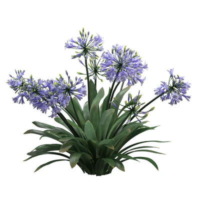 Agapanthus 02 — Ver 3