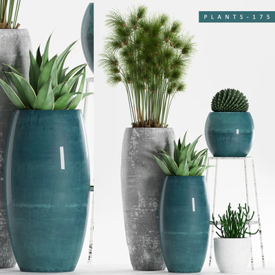 PLANTS 175 — Вид 1