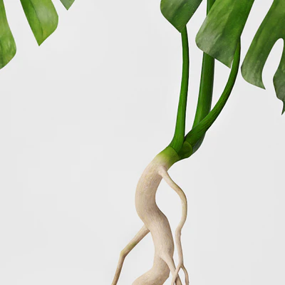Monstera — Ver 2