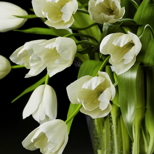 Tulips — Descargar