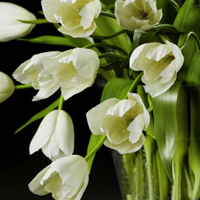 Tulips — Ver 2