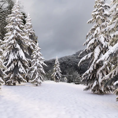 Winter norway spruce — Вид 3