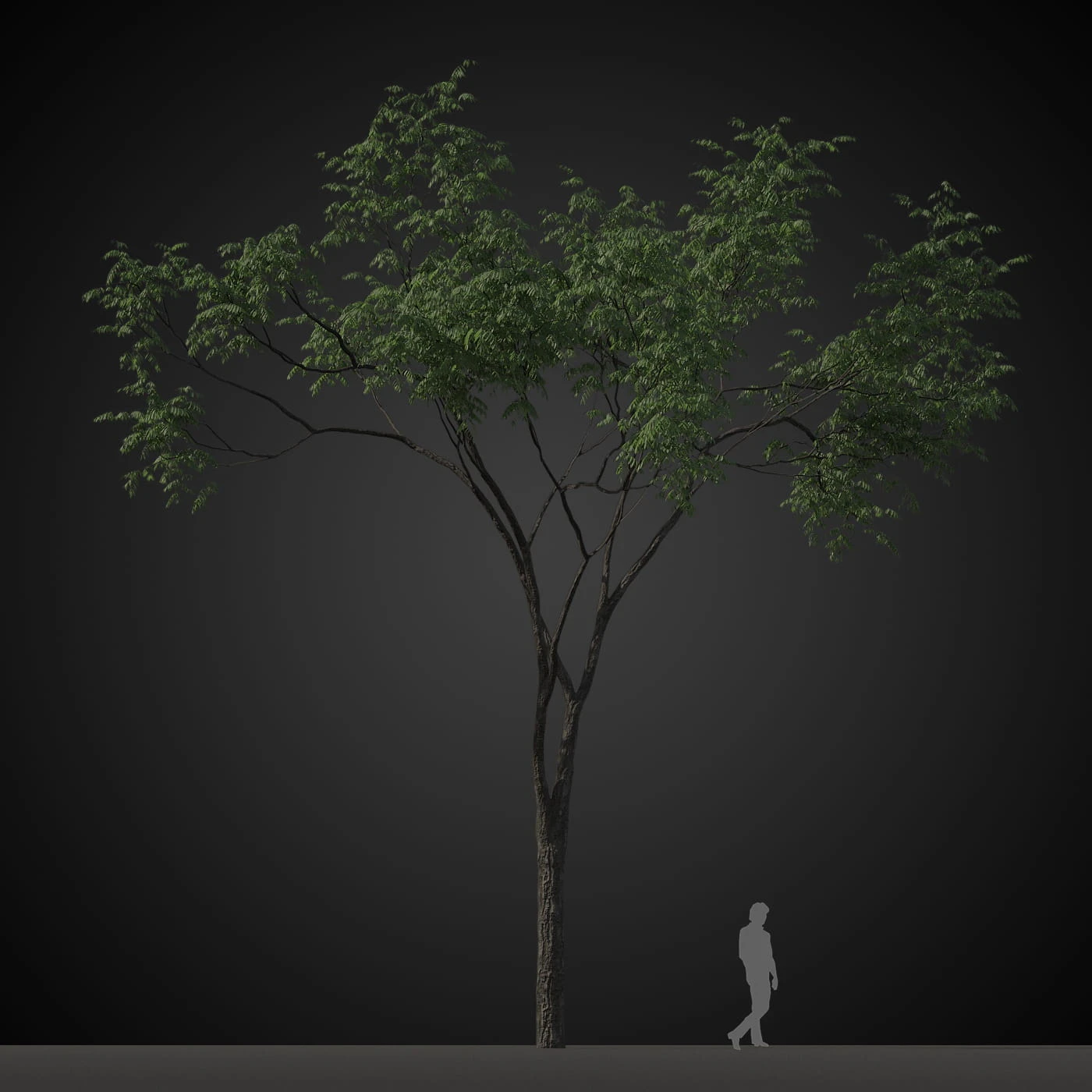 trees 003 — Descargar