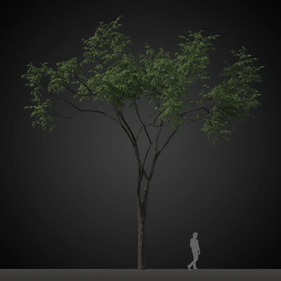trees 003 — Descargar