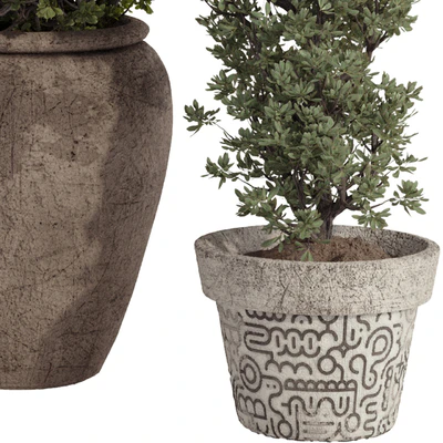 Indoor Bohemian Olive Bonsai Tree and Bush in Pottery Pot 199 — Вид 2