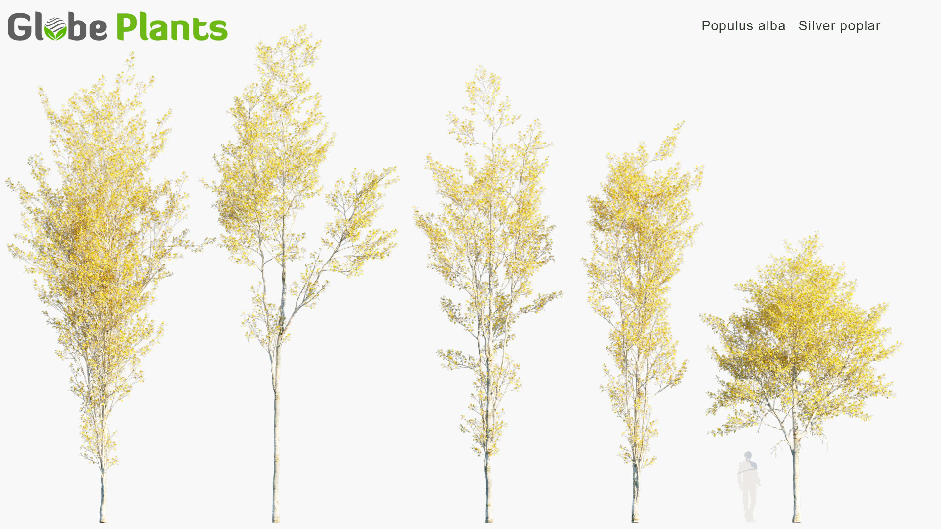 populus alba — Скачать