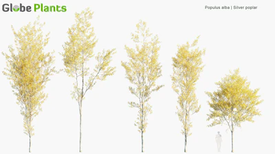 populus alba — скачать