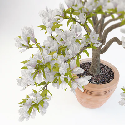Magnolia Soulangeana — Вид 2