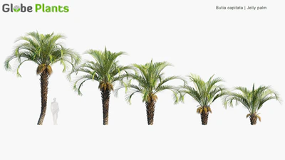 butia capitata — download