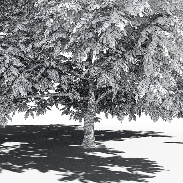 Орех маньчжурский (Juglans mandshurica) — Скачать