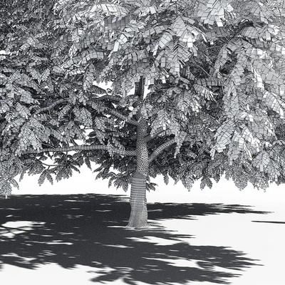Орех маньчжурский (Juglans mandshurica) — Вид 3