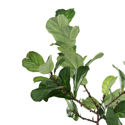 Photorealistic Ficus Lyrata pot 150cm 3D model — Ver 2