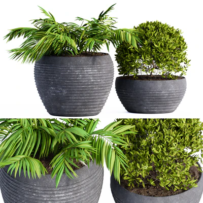 Outdoor Plants Black Pot — Вид 1