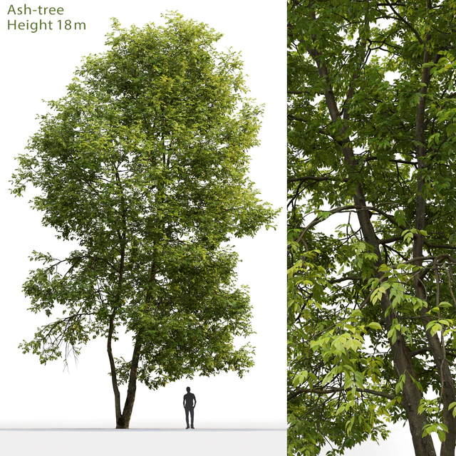 Ясень | Ash-tree #4 (18m) — Скачать