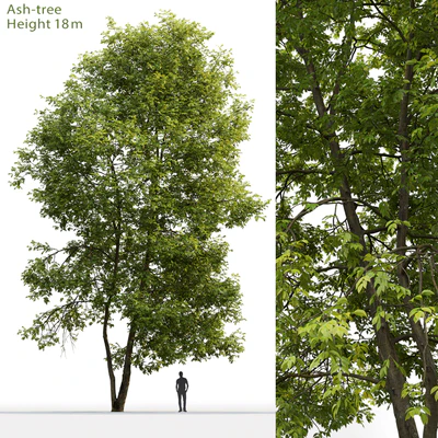 Ясень | Ash-tree #4 (18m) — Вид 1