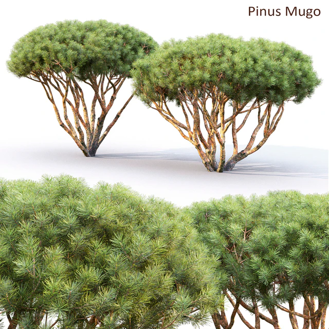 Pine — Скачать