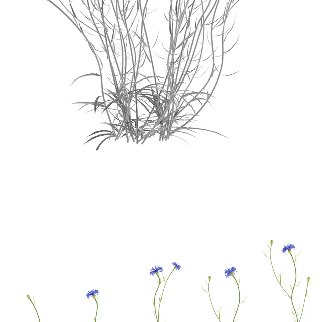 Cornflower blue flower | Centaurea cyanus — Descargar