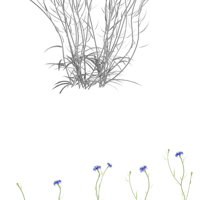 Cornflower blue flower | Centaurea cyanus — Ver 2