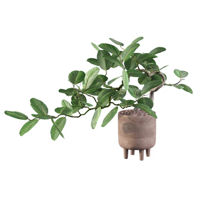 Plants collection 085 - ficus benghalensis — Ver 3