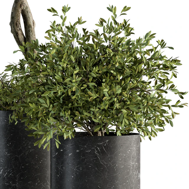 indoor Plant Set 308 - Tree and Plant Set in Black pot — Скачать