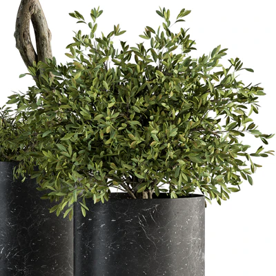 indoor Plant Set 308 - Tree and Plant Set in Black pot — Вид 3