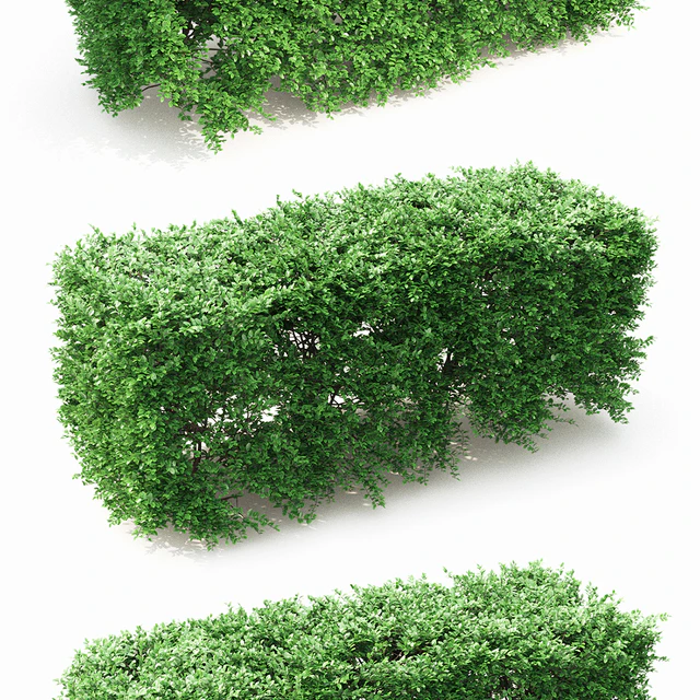 Buxus hedge — Скачать