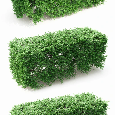 Buxus hedge — Вид 2