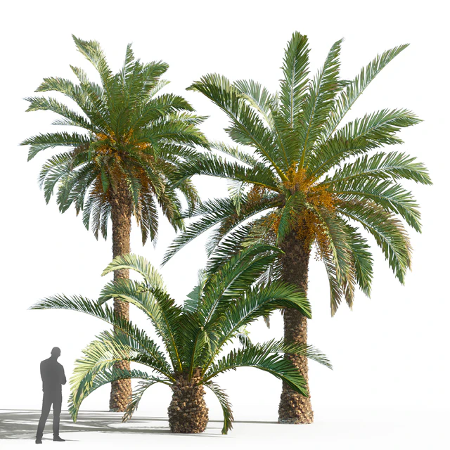 Phoenix canariensis (date canary) — Descargar