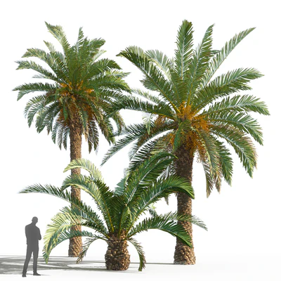 Phoenix canariensis (date canary) — Ver 1