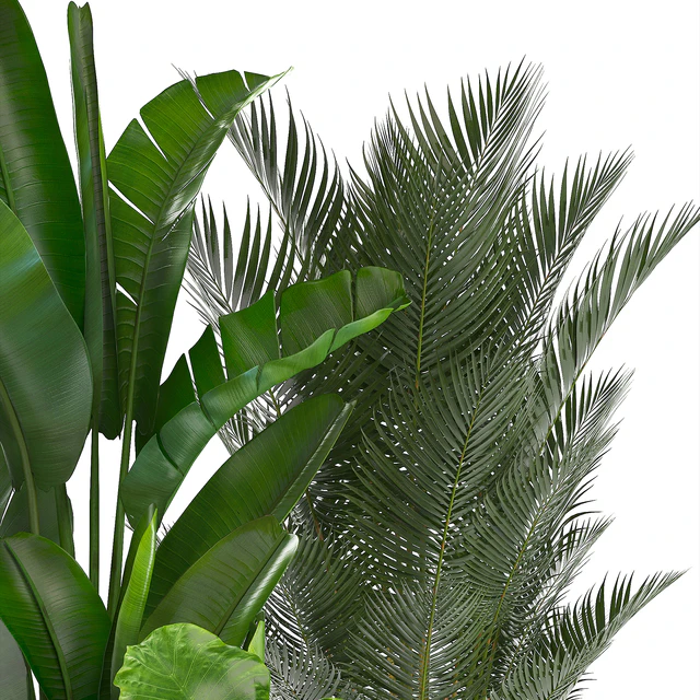 Collection of plants. strelitzia, banana, palm tree, hovea, alocasia, interior plants, scandinavian style, pot, flowerpot, luxury decor, strelitzia — Descargar
