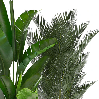 Collection of plants. strelitzia, banana, palm tree, hovea, alocasia, interior plants, scandinavian style, pot, flowerpot, luxury decor, strelitzia — Ver 2