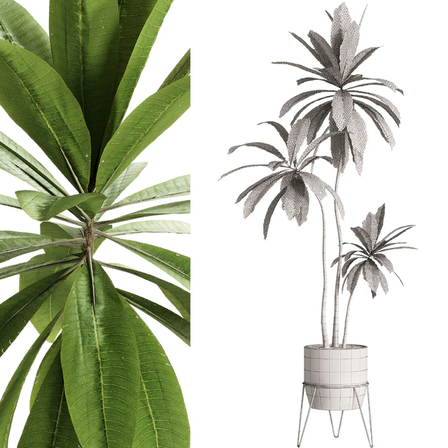 Indoor Plants - 25 Plants in pot — Descargar