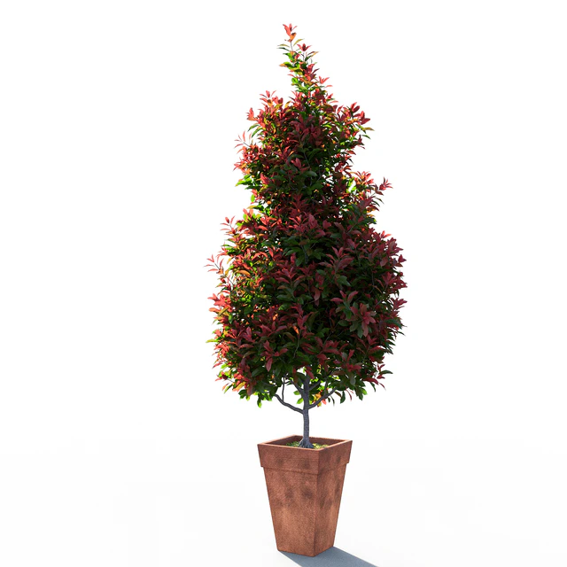 Photinia fraseri Little Red Robin pot — Скачать