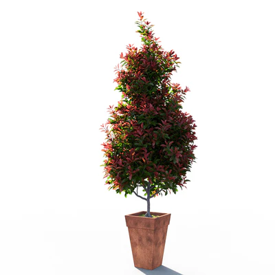 Photinia fraseri Little Red Robin pot — Вид 2
