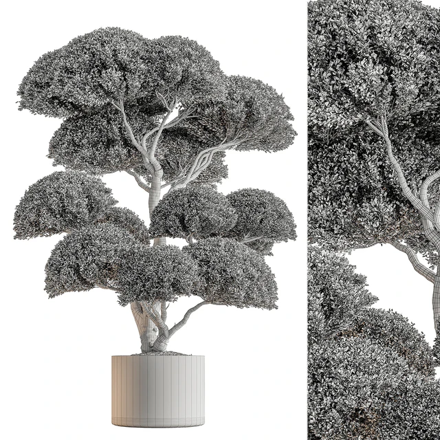 Indoor Plant 638 -Topiary Ball — Скачать