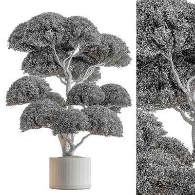 Indoor Plant 638 -Topiary Ball — Вид 3