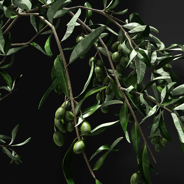 Olive branch in vase — Descargar