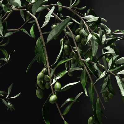 Olive branch in vase — Ver 2