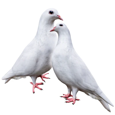 Pigeon — Вид 1
