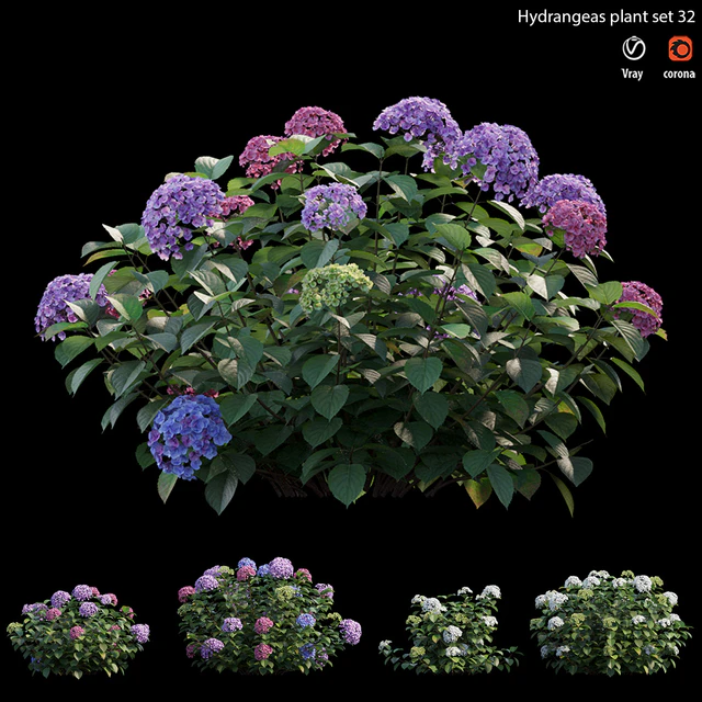 Hydrangea Plant set 32 — Скачать