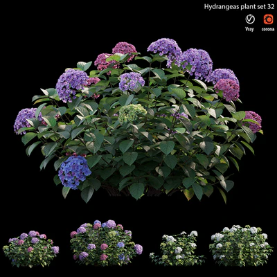 Hydrangea Plant set 32 — Вид 4