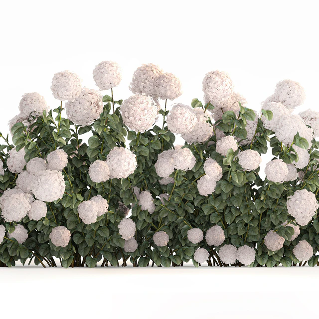 Beautiful bush white hydrangea with flowers for the garden, hedge. Plant set 1185 — Descargar