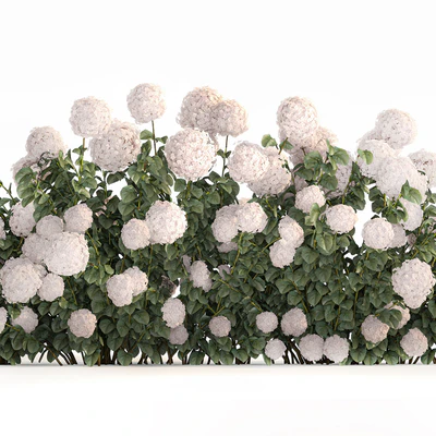 Beautiful bush white hydrangea with flowers for the garden, hedge. Plant set 1185 — Ver 4