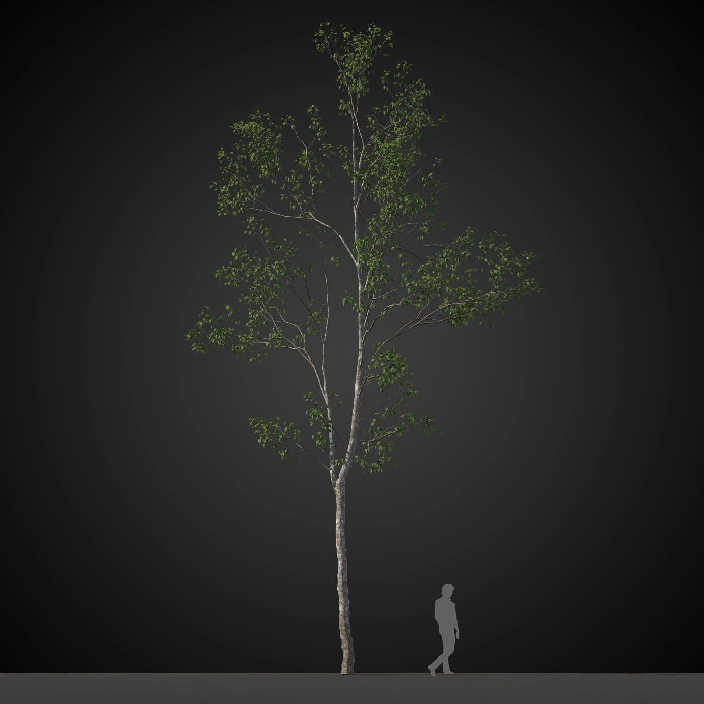 trees 017 — Скачать