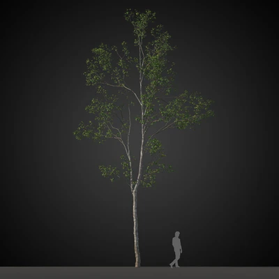 trees 017 — Скачать