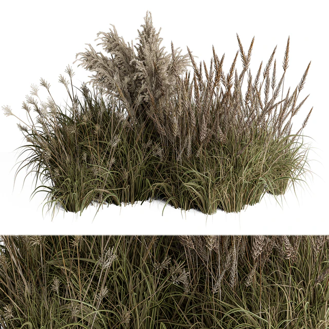 Pampas Plant Bush Set 96 — Скачать