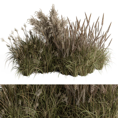 Pampas Plant Bush Set 96 — Вид 1