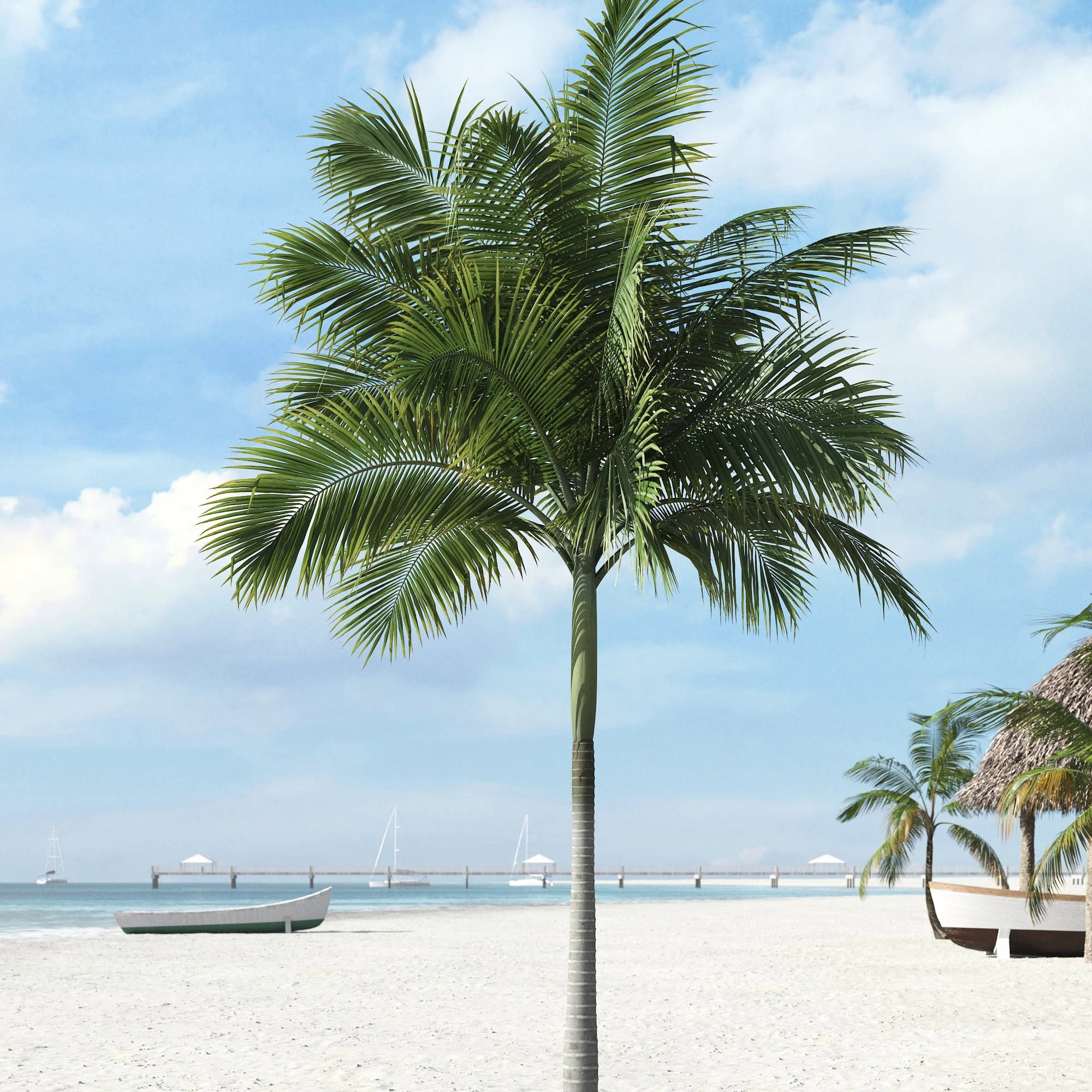 palm trees 007 — Descargar